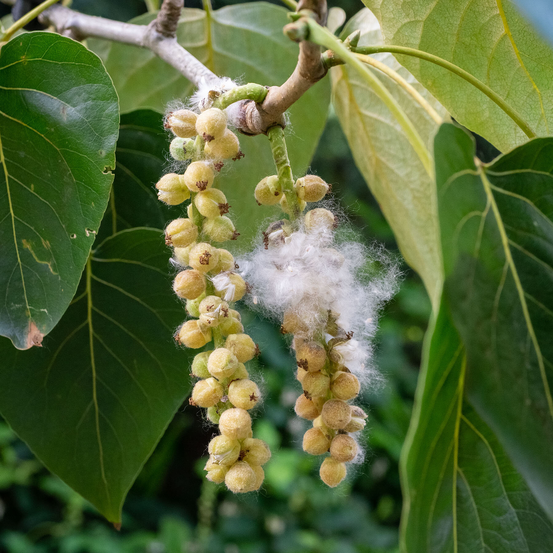 black cottonwood catkins opening