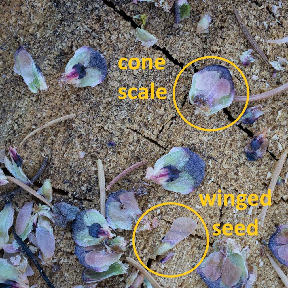 Closeup of cone scales and winged seeds