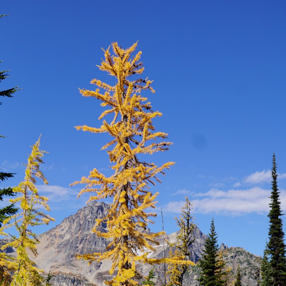 subalpine larch, 6,700' elev., North Cascades