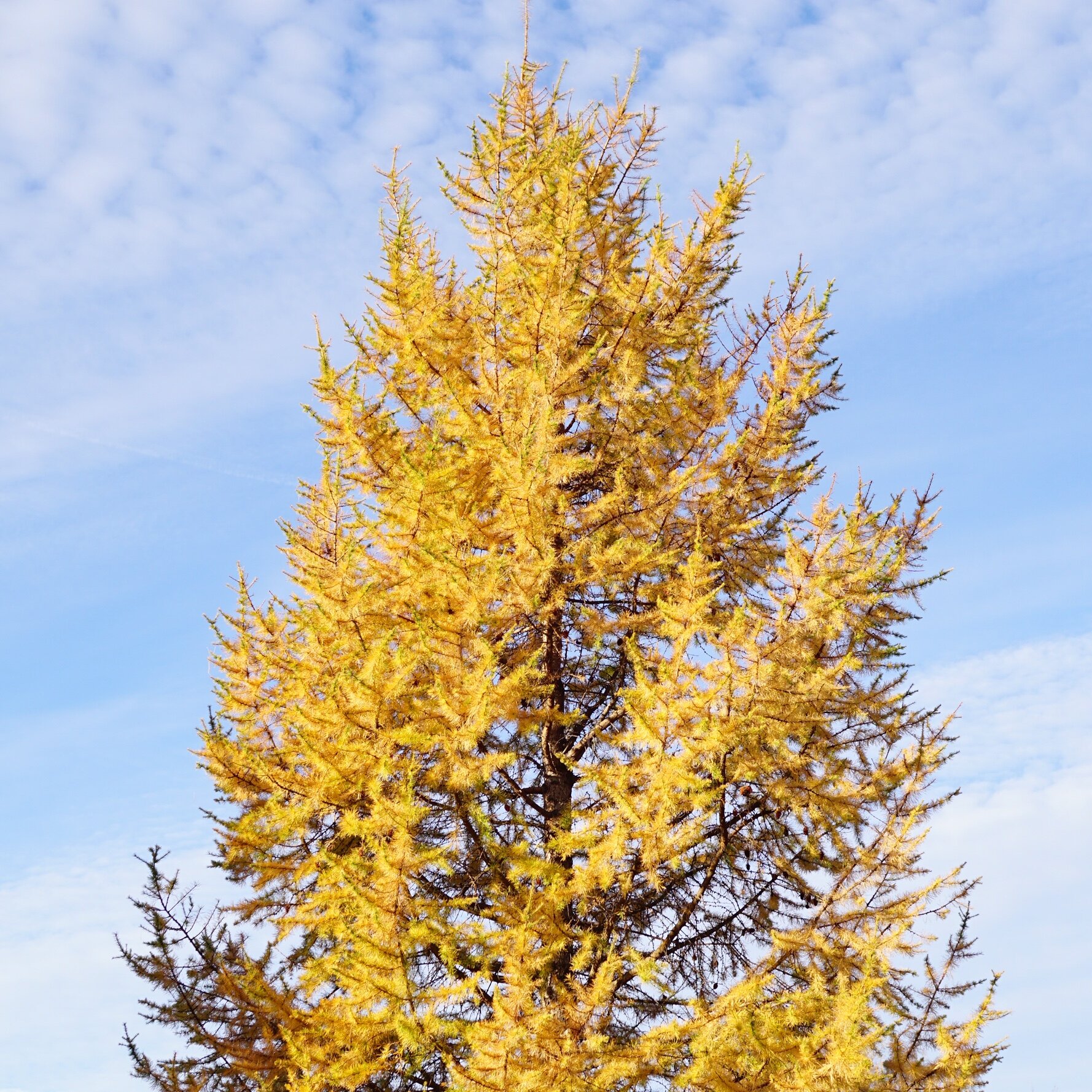 western larch, 3,200' elev., east side of Cascades