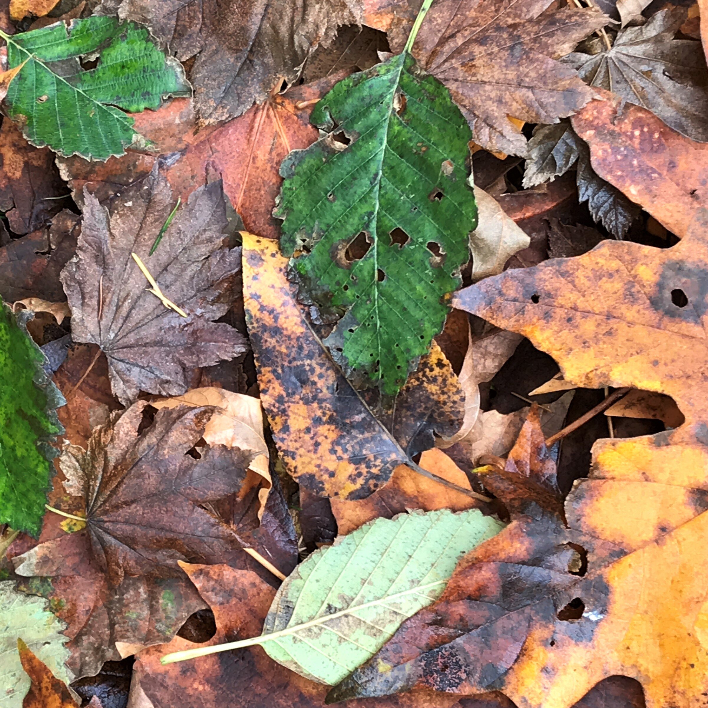 alder leaves that are still green