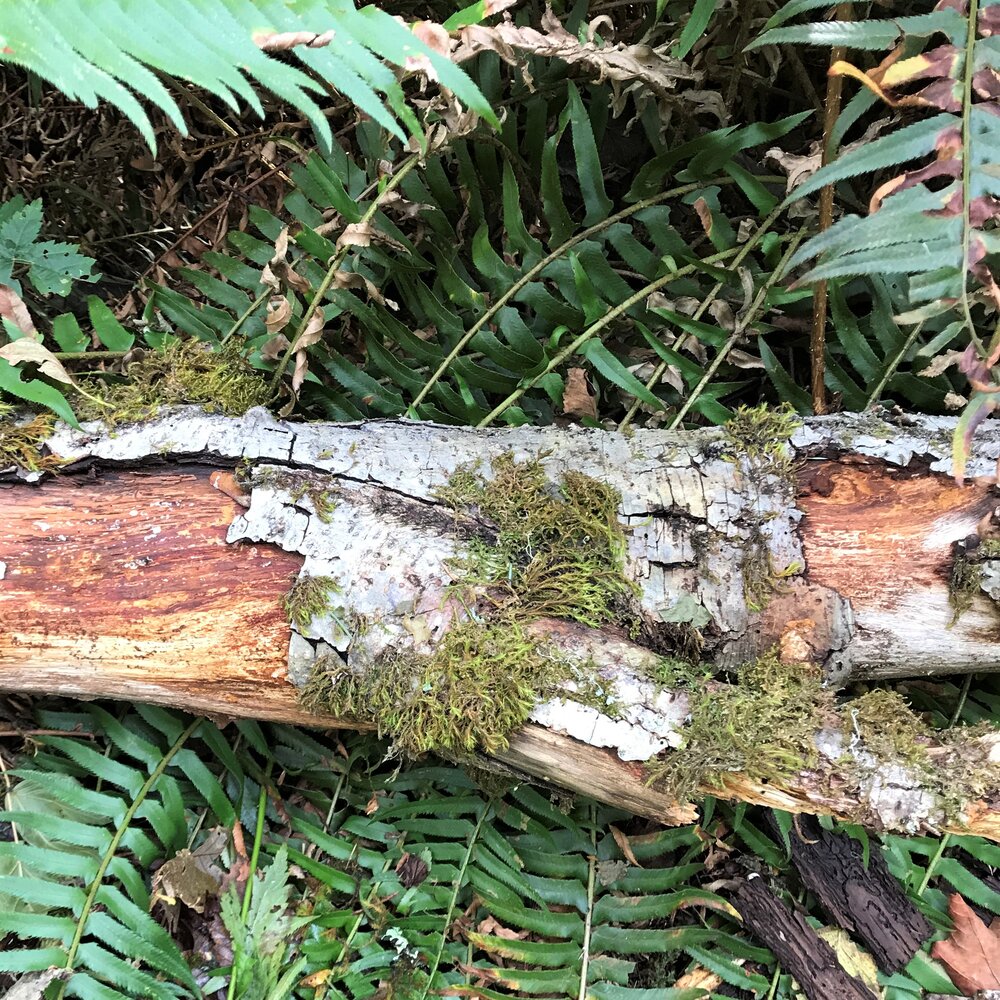 decaying tree paying the 100% estate tax