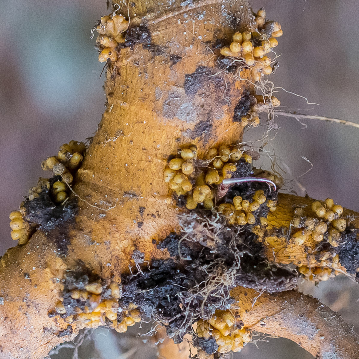 nodules on alder roots