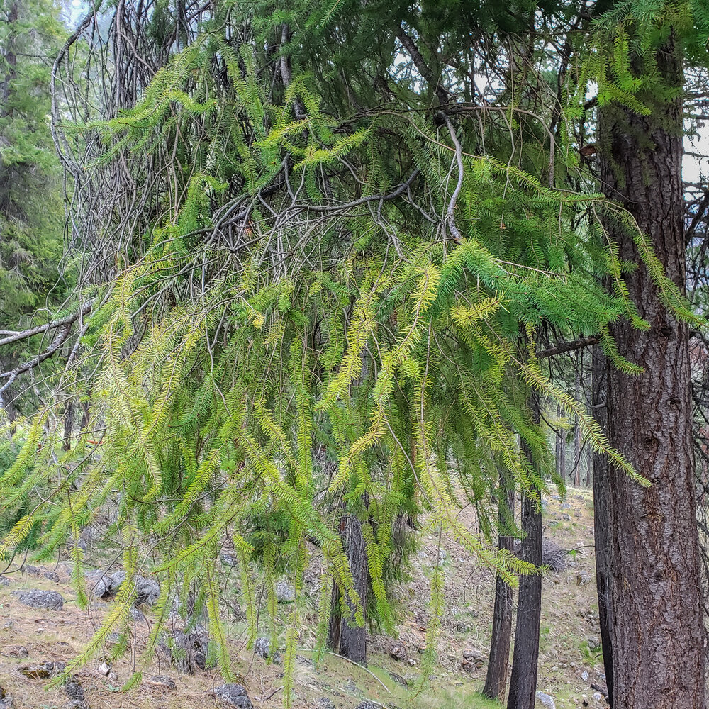 Branches are dense, droopy, and curly