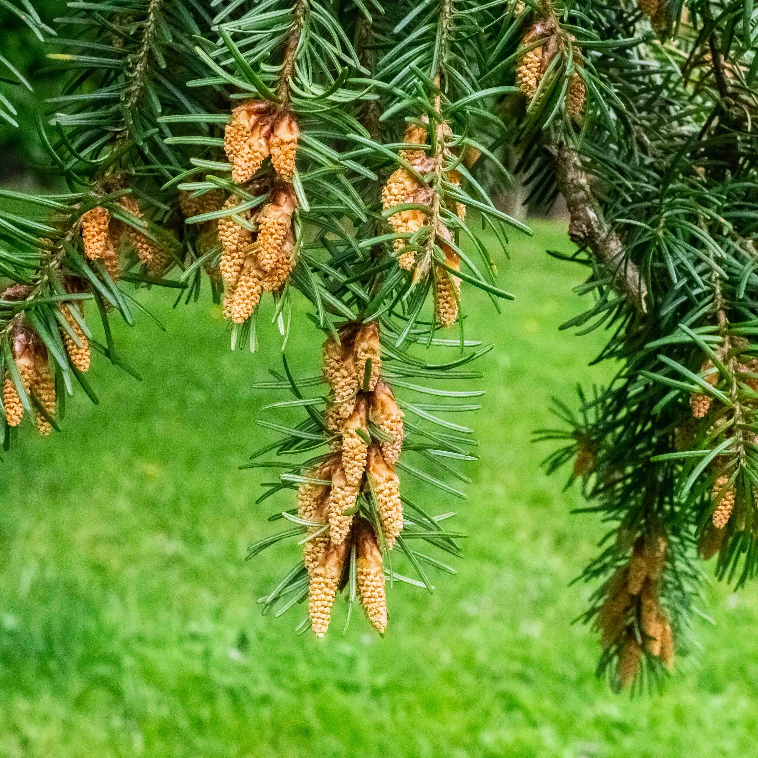 Pollen cones in lower portion of a Douglas-fir