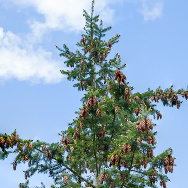 Douglas-fir seed cones congregate near the top