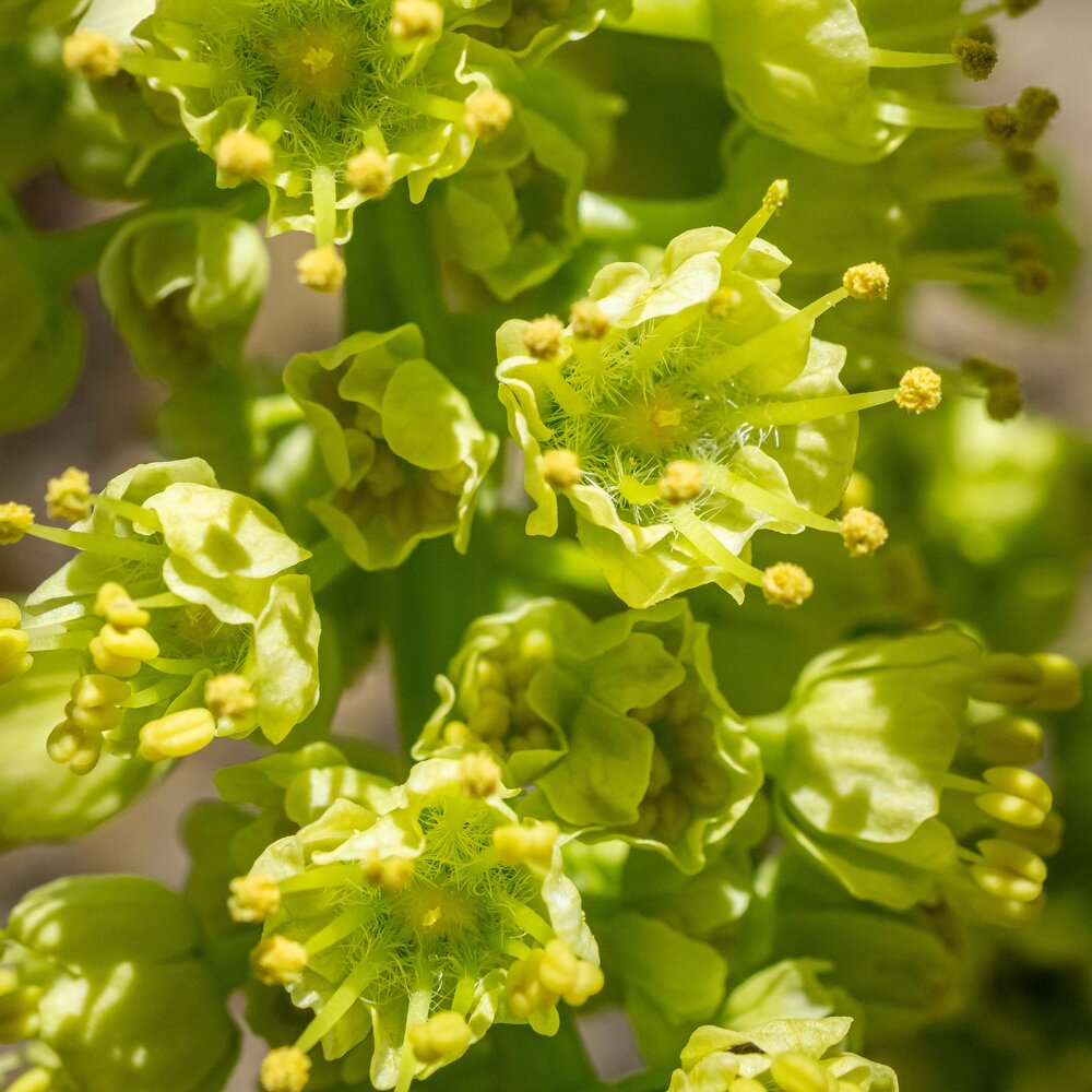 Bigleaf maple: ripe male parts (stamens); no female parts