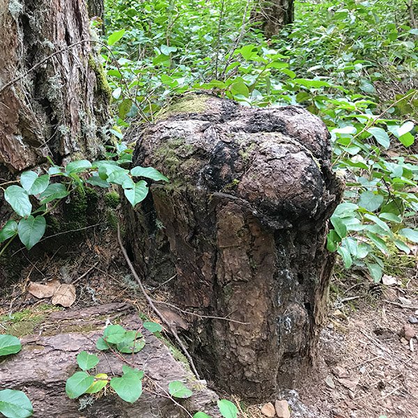 sealed Douglas-fir stump, Lena Lake