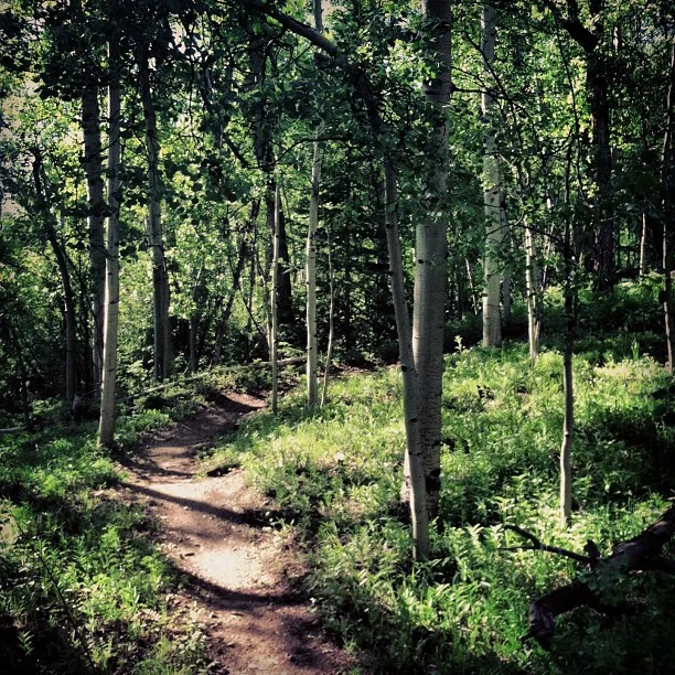 Shady single track. Ahhh yeah. // #mountainbiking #breck #breckenridge