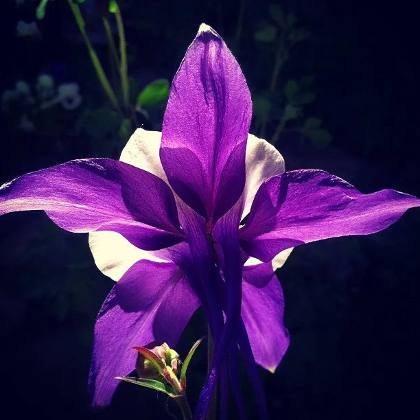 I love #breckbecause of all the wildflowers, like this blue Columbine. // #breck #garden