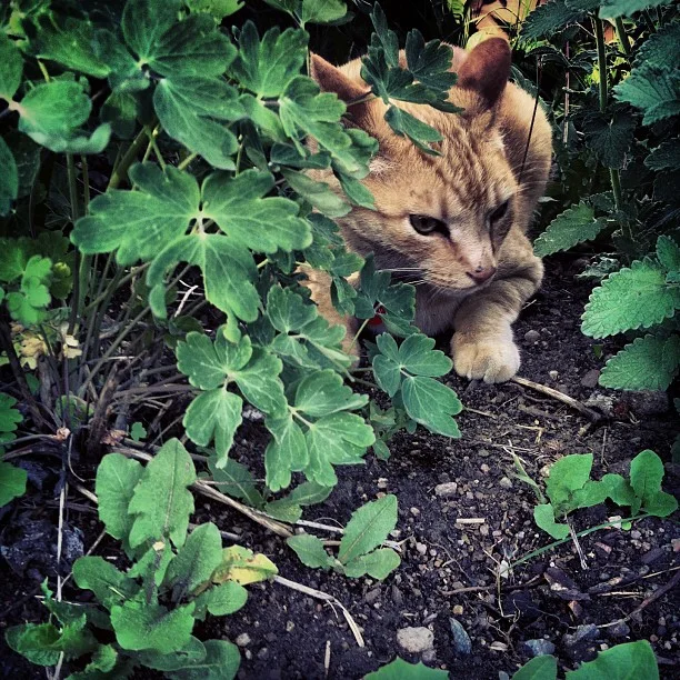 Back on garden patrol.