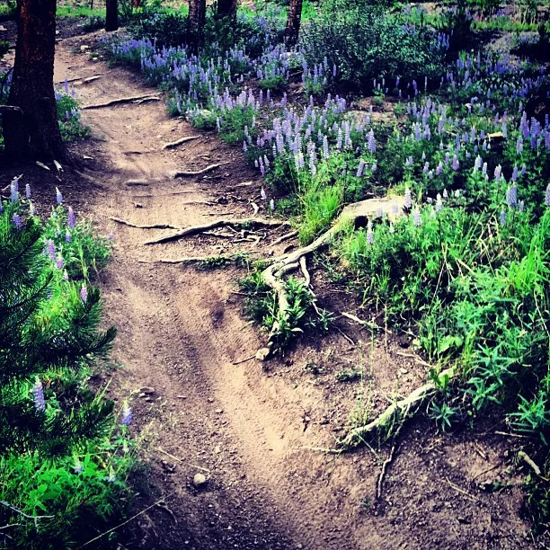 Lupine going off. // #mountainbiking #wildflowers #breckbecause