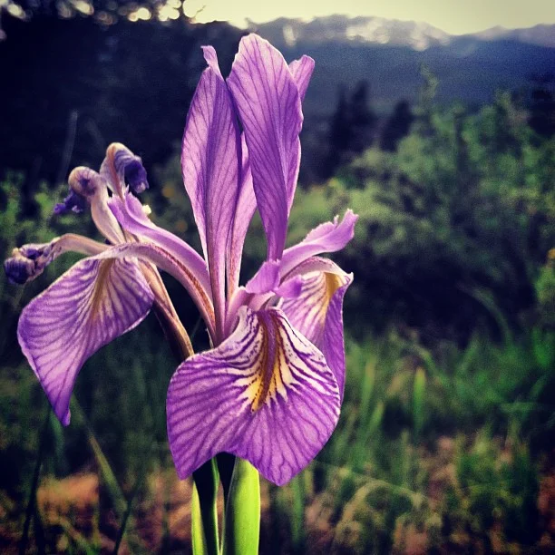 Had to stop and say hi to the wild Iris.