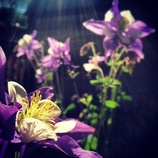 Blue Columbine // #breck #wildflowers #breckbecause #breckenridge #colorado