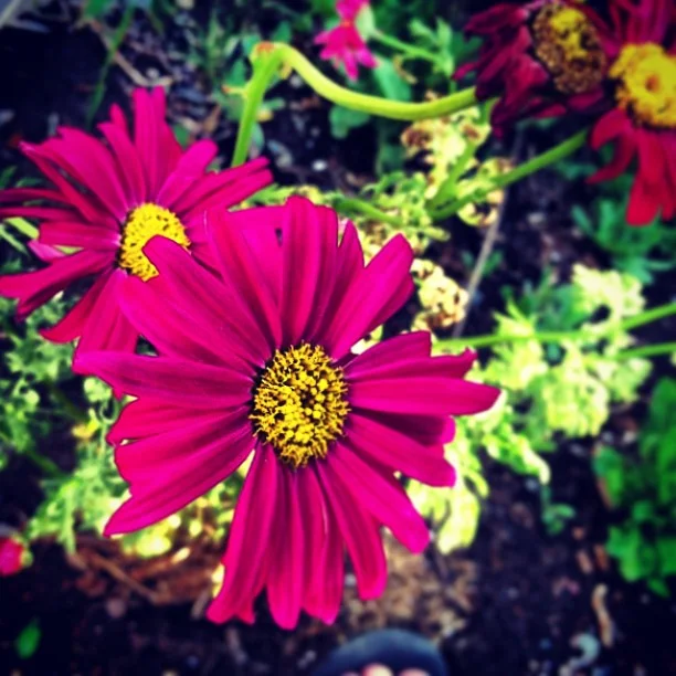 #Garden #flower photo of the day. // Happy 4th of July!