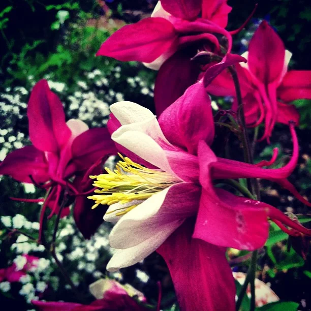 Red columbine. // #garden #colorado