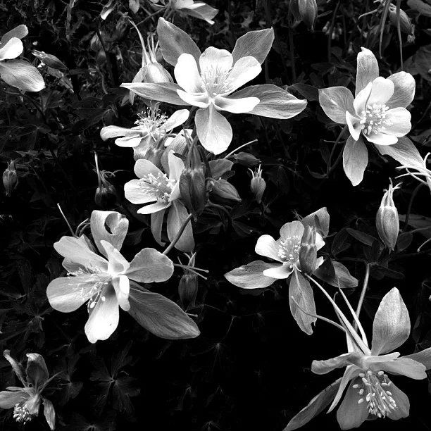 Columbine in black and white. // #colorado #wildflowers