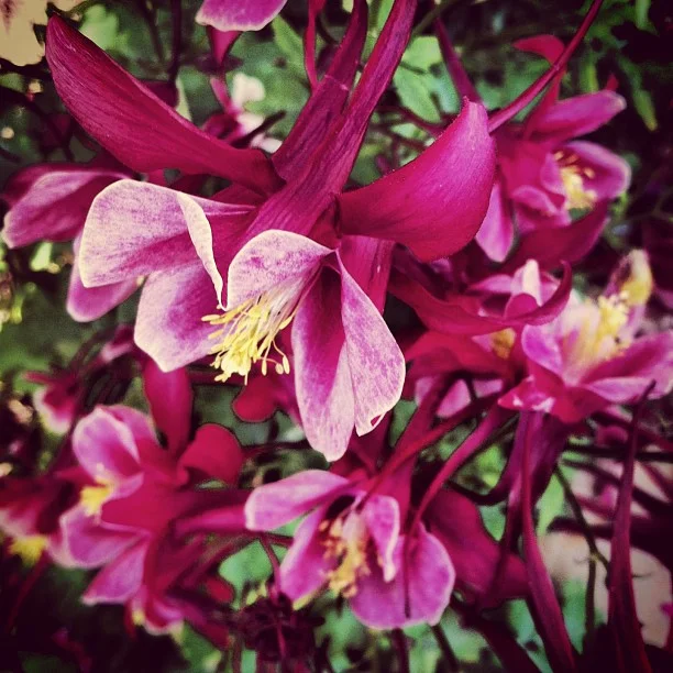 A cluster of red columbine. // #colorado #garden #wildflowers