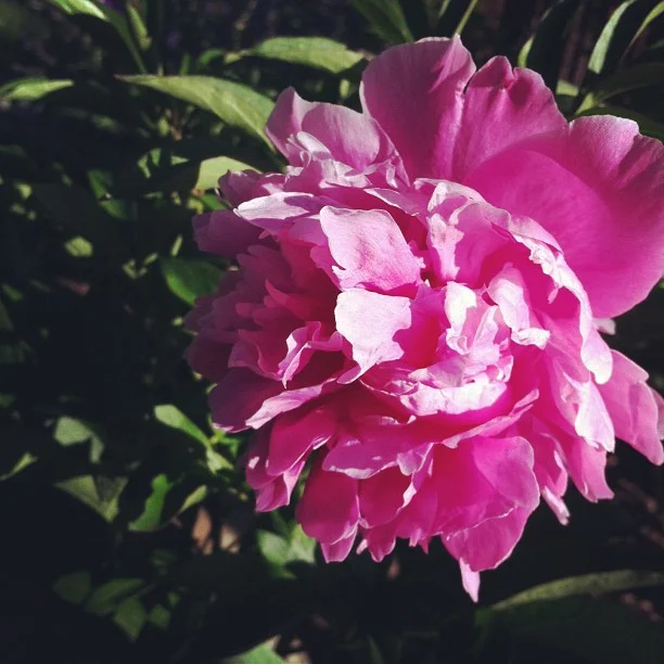 One from the garden.