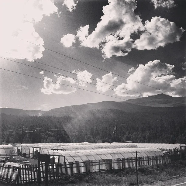 High altitude gardening in the shadow of a 14er.