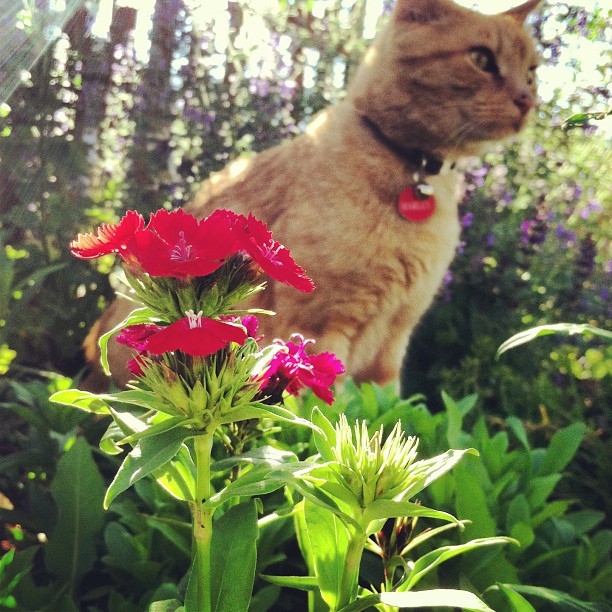 The protector of the garden at his post.