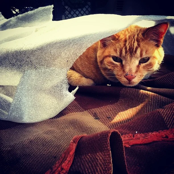 Almost ha a stowaway in the van this morning.