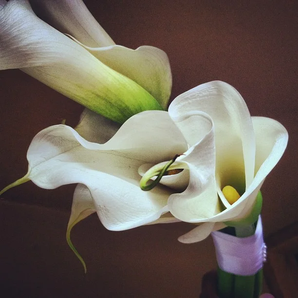 All white Callas for bridesmaid bouquets.