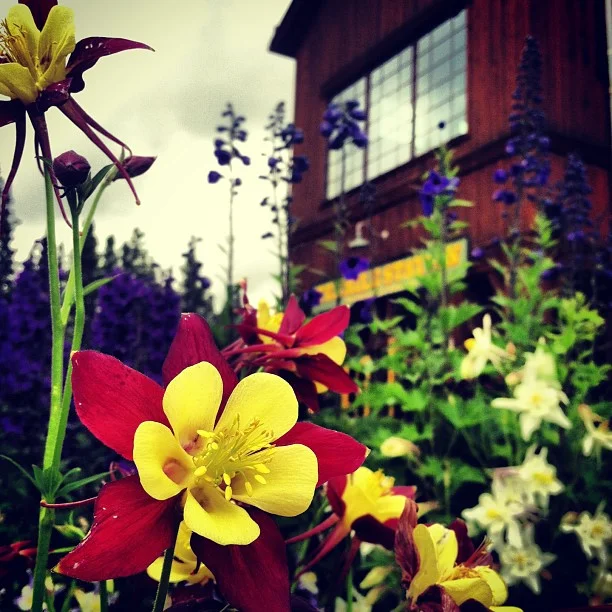 There are so many colors of Columbine on @breckenridgemtn right now!