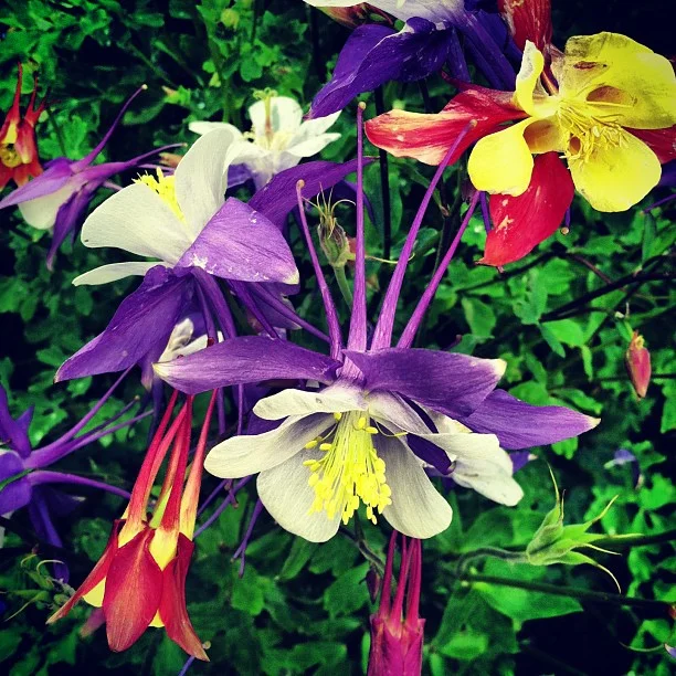 Columbine.