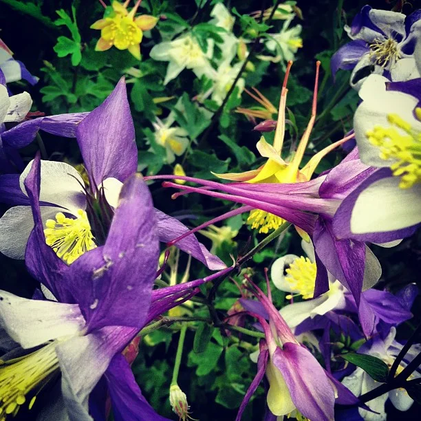 An explosion of blooms!