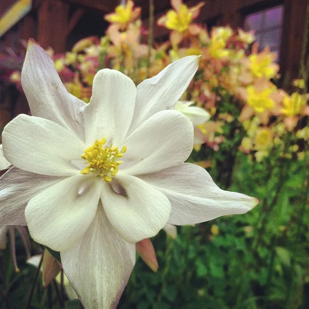 White columbine.