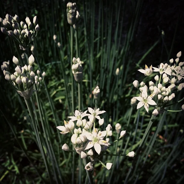 Lots of amazing blooms here right now.