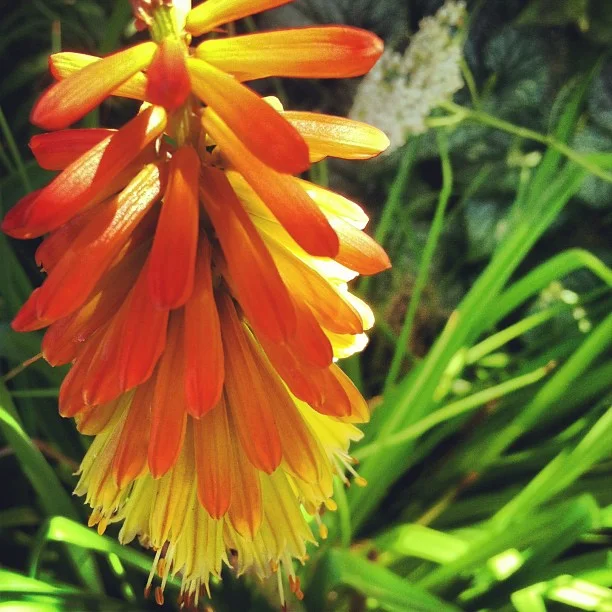 Red Hot Poker.