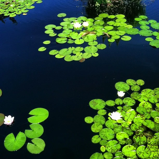 Water lilies. // #Denver #Garden