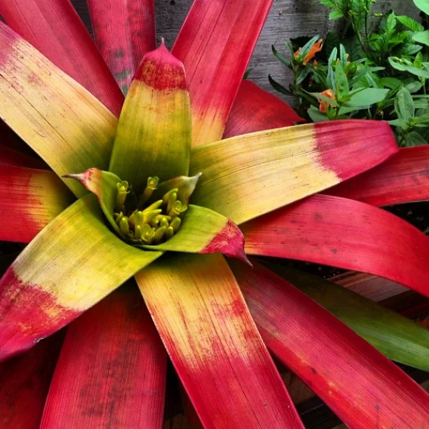 Huge Bromeliad.