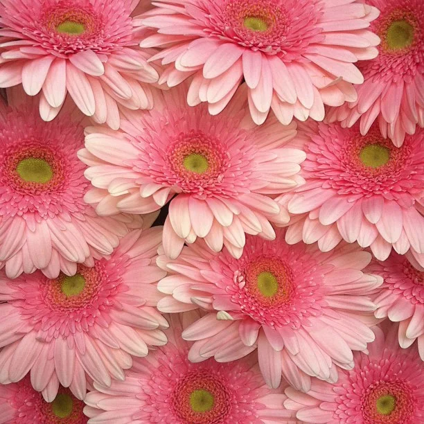 Who likes pink Gerbera Daisies?