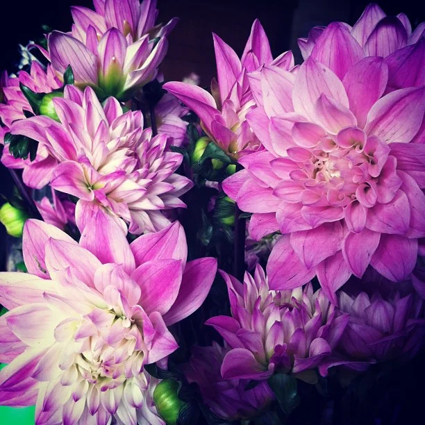 Letting the Dahlias open up.