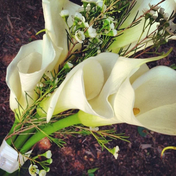 Sara's Bouquet // Calla lilies and just a hint of wax flower.