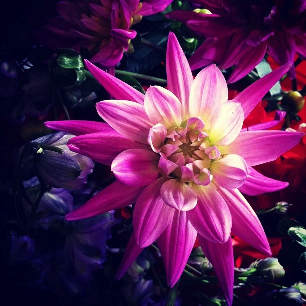 More Dahlias just came in. // #Breckenridge #florist