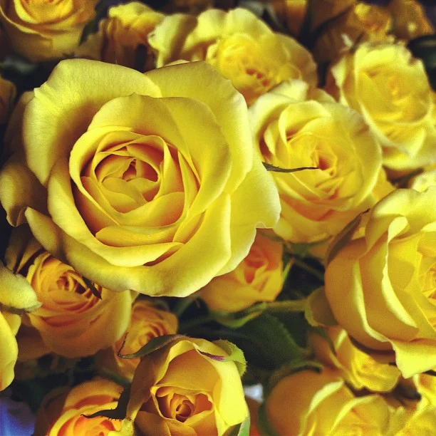Little yellow spray roses.