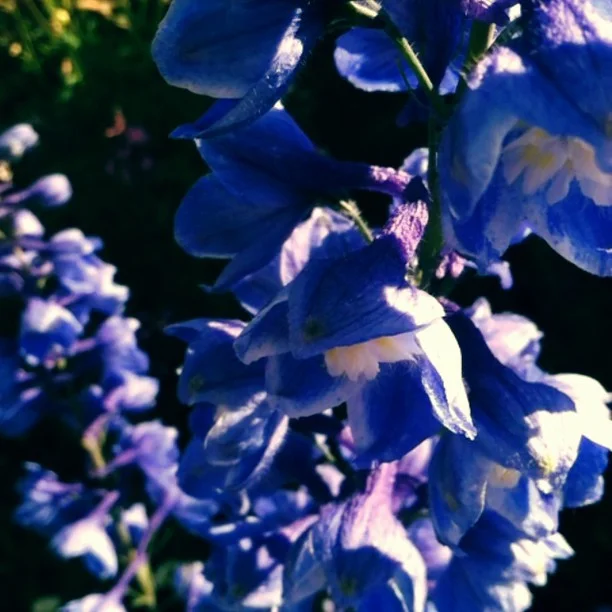 Video tour of the garden, part one.