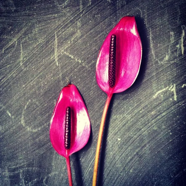 The girls are using these purple Tulip Anthuriums in the floral art for the #procycling race. // #breckbecause