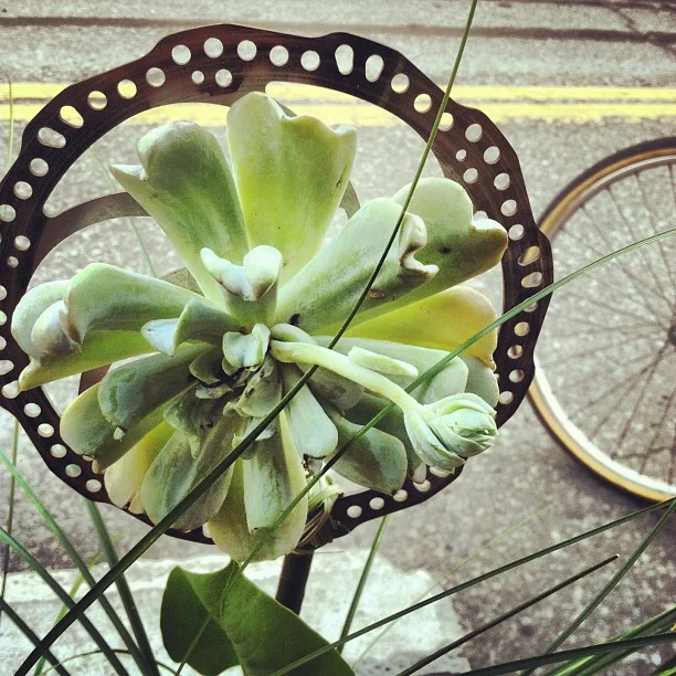 Bike-inspired "flower" for today's centerpiece for the buffet. Looks coo, huh? // #procycling #breckbecause