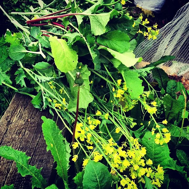 Pulling a few blooms from the garden for today's wedding.