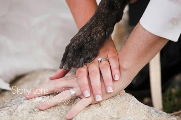 Inspiration for the dog of honor at your destination wedding in Breckenridge, Colorado