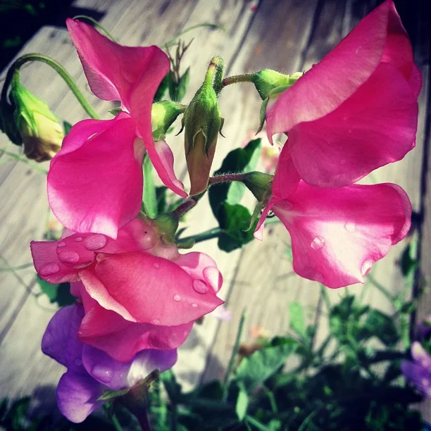 We grew some Sweet Peas this summer and used them in our wedding flowers this weekend. // #garden