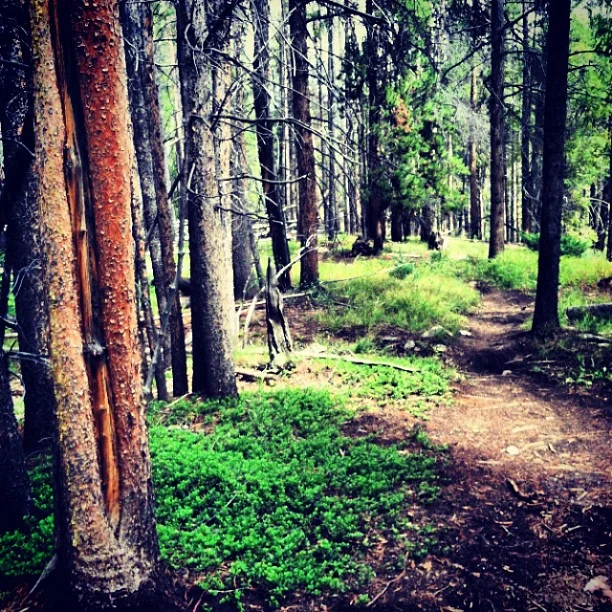 We have awesome trails in #breckbecause of gracious landowners that allow passage. Thank you. // #breckenridge #trail