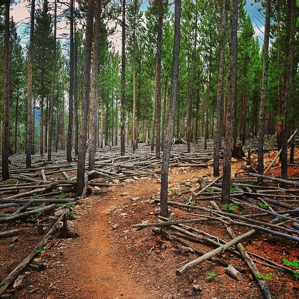 A fun piece of singletrack in #Breckenridge. // #mountainbiking #Colorado