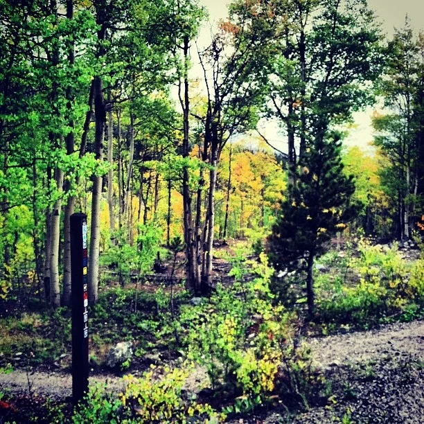 Wedding photographers head here for Fall colors and Aspen trees.