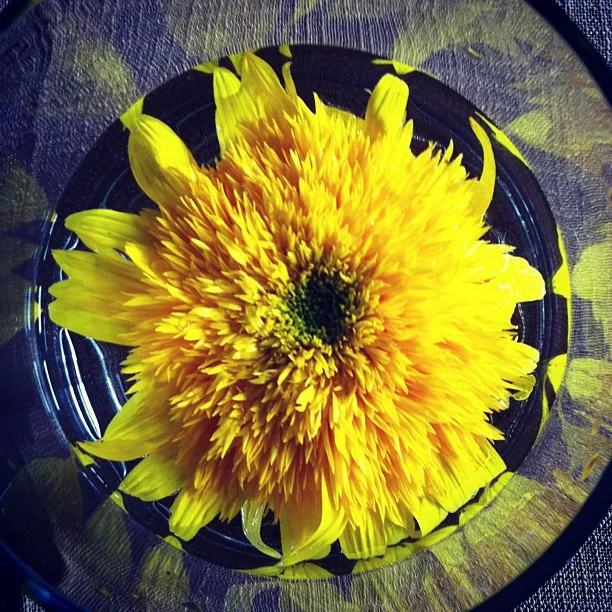 The Teddy Bear sunflower